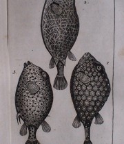 Buffon Histoire Naturelle  poisson tome VIII