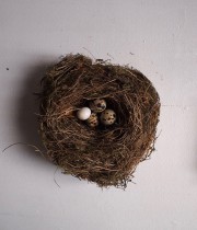 鳥の巣 2