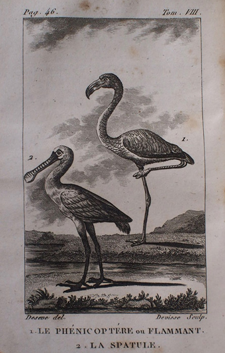 Buffon Histoire Naturelle  oiseaux tome VIII
