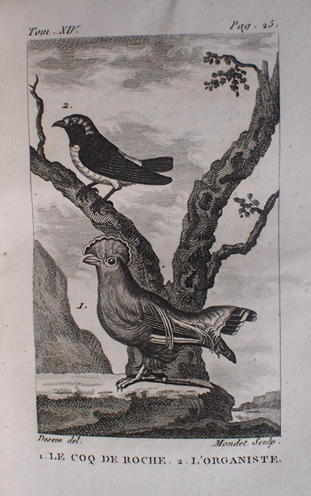Buffon Histoire Naturelle oiseaux tome XIV