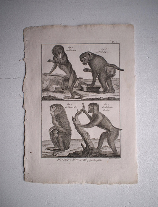 猿の博物画 12
