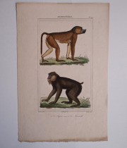 猿の博物画 6