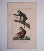猿の博物画 9