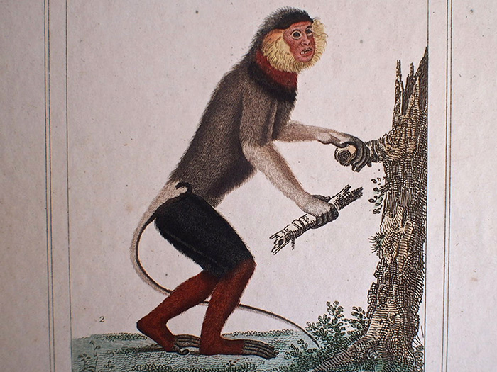 猿の博物画 11 | アンティーク・フランス雑貨店_antiqueSalon