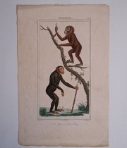 猿の博物画 8