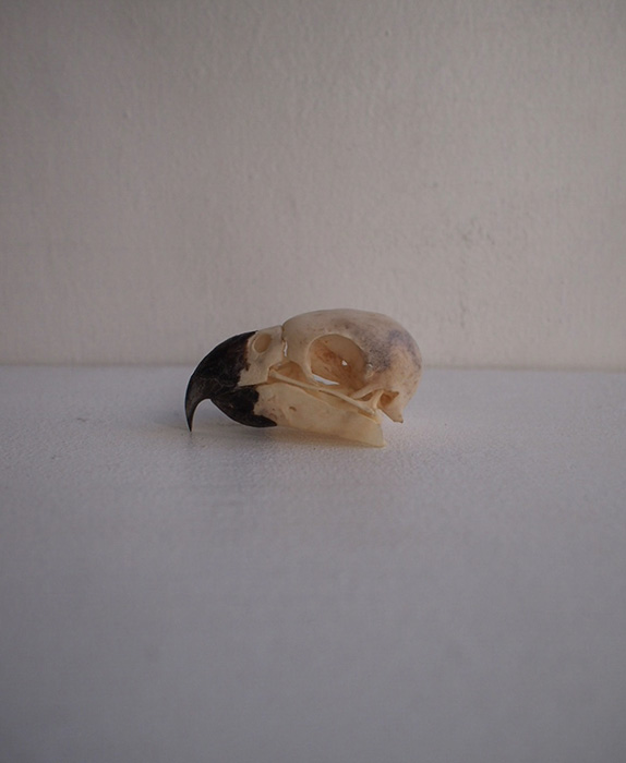 Crâne de perroquet オウムの頭蓋骨