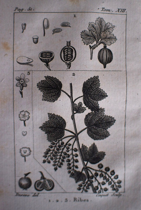 Buffon Histoire Naturelle botanique tome XIII
