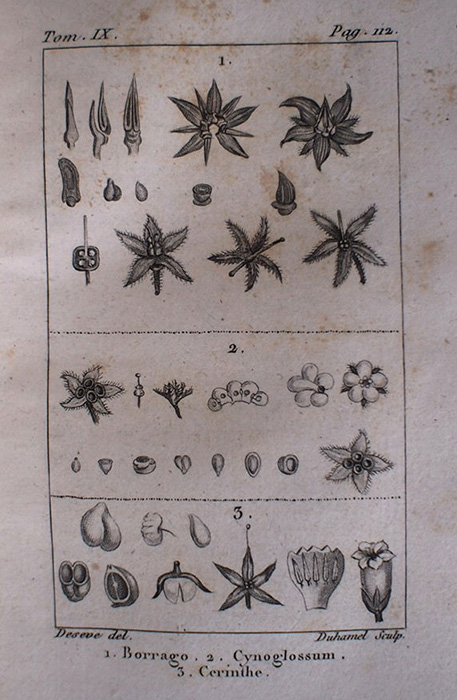 Buffon Histoire Naturelle botanique tome IX