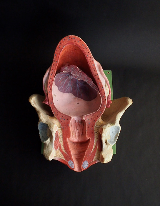 人体解剖模型 Utérus  子宮
