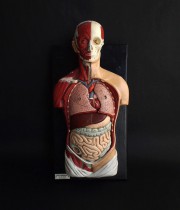 人体解剖模型 Tout le corps