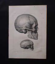 Frontispice du Traité complet de l’anatomie humaine 人体解剖図　頭蓋骨