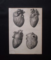Frontispice du Traité complet de l’anatomie humaine 人体解剖図　心臓
