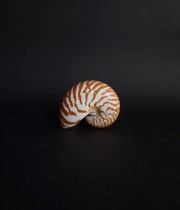 オウム貝の標本