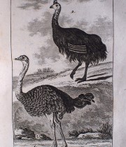 Buffon Histoire Naturelle des Oiseaux tome XX