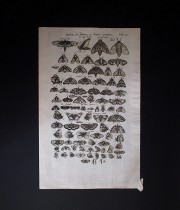 ヨンストンの図版 3 Papiliones