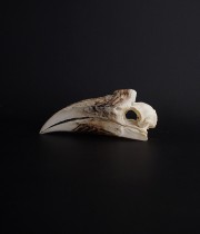 Rhinocéros Buceros　犀鳥の頭蓋骨 雌