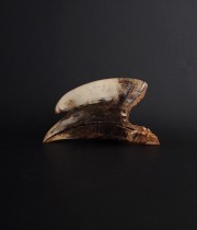 Rhinocéros Buceros　犀鳥の頭蓋骨 雄