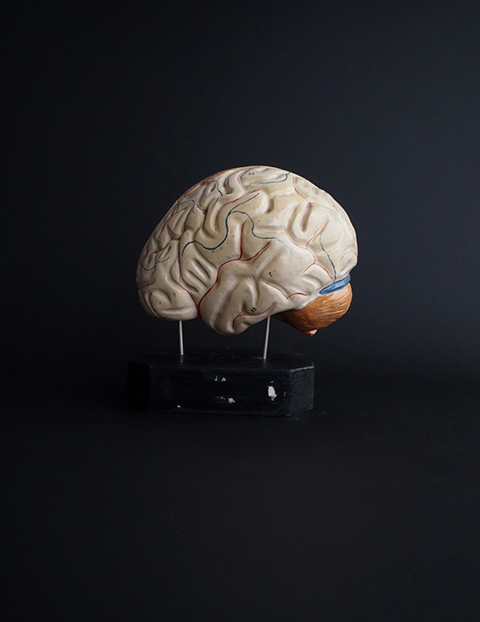 人体解剖模型 cerveau 脳 B
