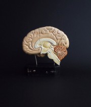 人体解剖模型 cerveau 脳 A