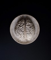 脳のデッサン模型