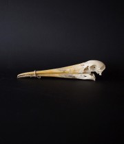 Scolopacidés　シギの頭蓋骨