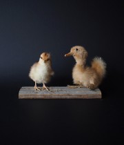 アヒルと鶏の雛の剥製