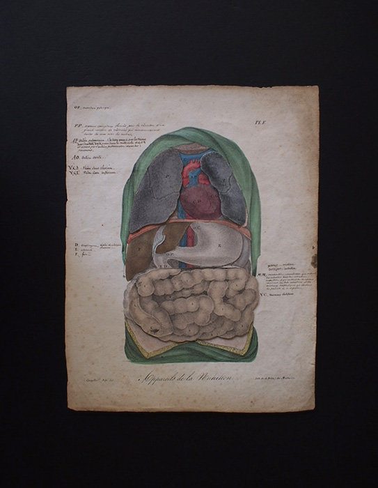 人体解剖図 Atlas du Nouveau Manuel d’Anatomie Descriptive et Raisonné
