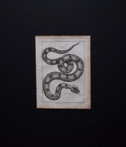博物画　Serpent 1