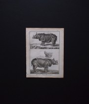 博物画　Rhinocéros 1