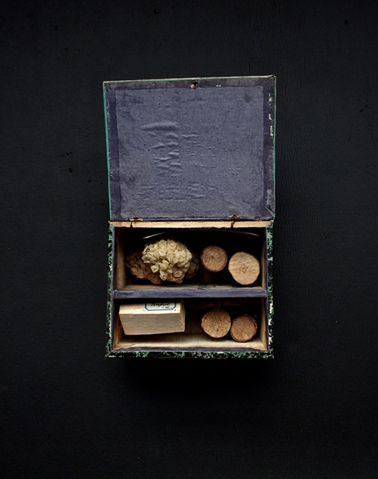 木製標本箱入り木の標本