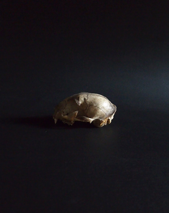 Crâne de chat　猫の頭蓋骨 2
