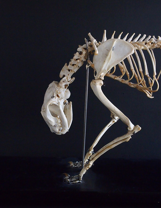 Spécimen de squelette du chat　猫の骨格標本