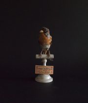 アンヴァンテール　Hubert Masquefa collection 鳥の剥製 B