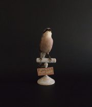 アンヴァンテール　Hubert Masquefa collection 鳥の剥製 C