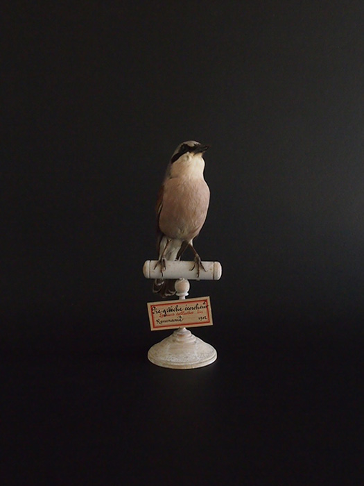 アンヴァンテール　Hubert Masquefa collection 鳥の剥製 C