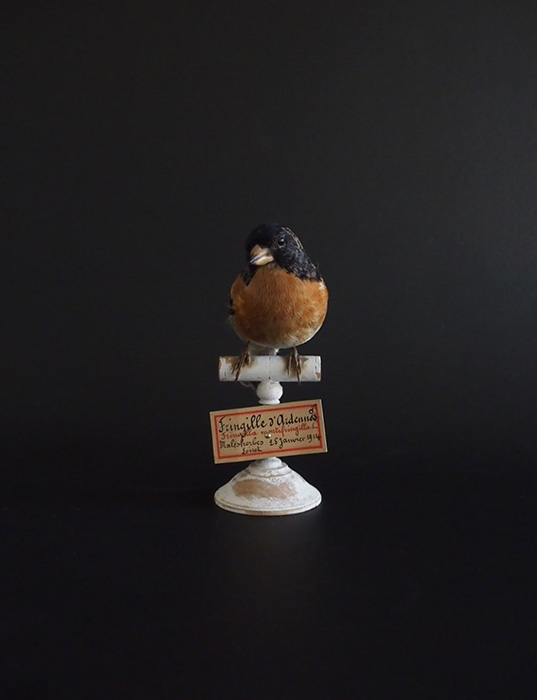 アンヴァンテール　Hubert Masquefa collection 鳥の剥製 D