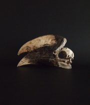 Rhinocéros Buceros　犀鳥の頭蓋骨 雄 2