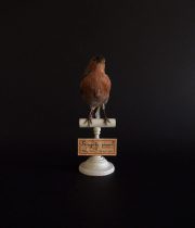 アンヴァンテール　Hubert Masquefa collection 鳥の剥製  F