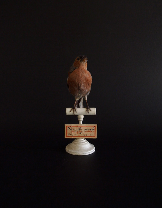 アンヴァンテール　Hubert Masquefa collection 鳥の剥製  F
