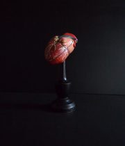 Modèle anatomique du cœur 3