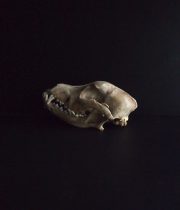 Crâne de chien 2