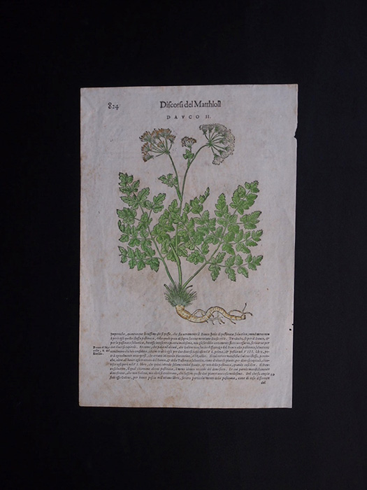 古い植物の木版画