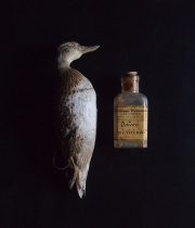 アンヴァンテール　仮標本と薬瓶