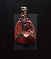人体解剖模型 Poumon