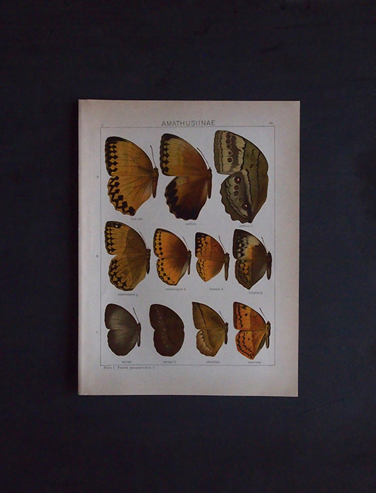 8周年記念サービス品　古い蝶の版画　AMATHUSIINAE
