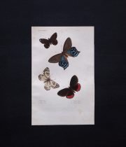 古い蝶の版画 Insectes Lépidoptères 1