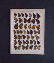 8周年記念サービス品　古い蝶の版画　PARARGE – APHANTOPUS