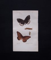 古い蝶の版画 Insectes Lépidoptères 3