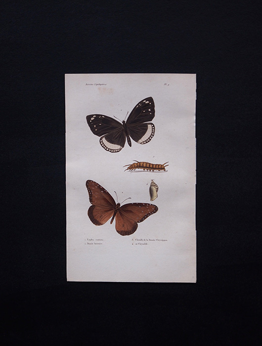 古い蝶の版画 Insectes Lépidoptères 3