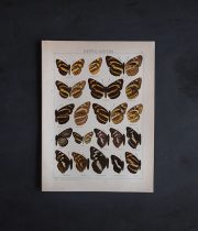 8周年記念サービス品　古い蝶の版画　NEPTIS – ATHYMA